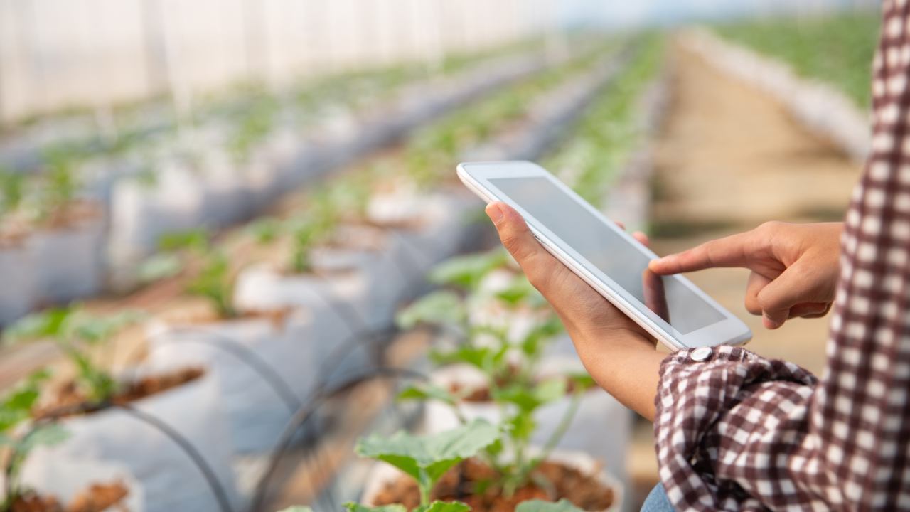 Transformação digital na agricultura por meio de fazendas sem papel