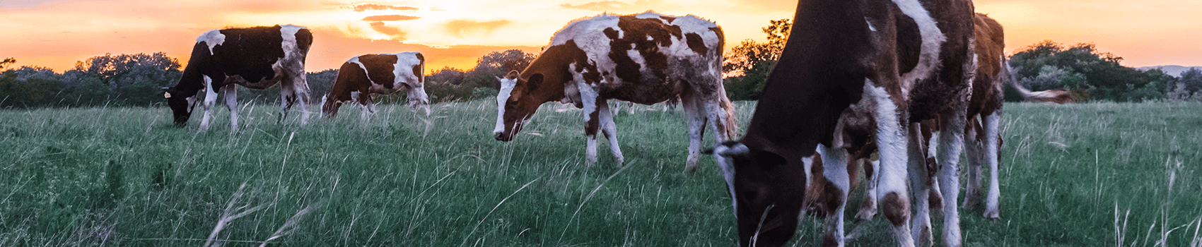 dairy management system