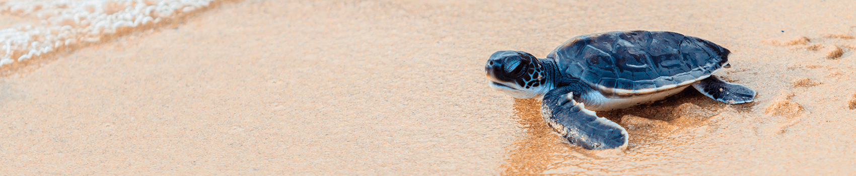 Monitoring turtle incubators